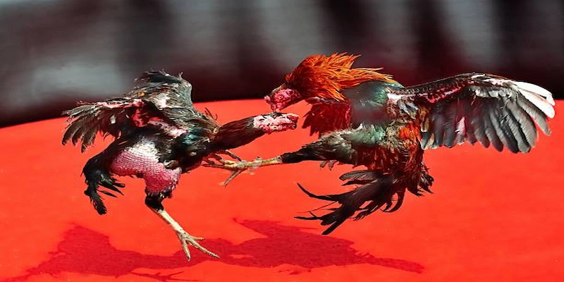 Đá gà F8BET Trải nghiệm trực tiếp và sống động